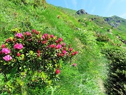 17 Rhododendron ferrugineum (Rododendro rosso) 